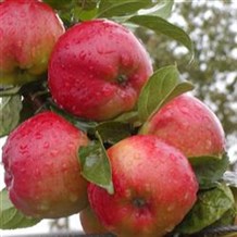Æbletræ 'Prima' (N)